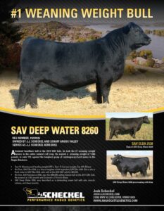 SAV Deep Water Flyer angus bull pdf