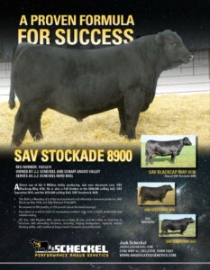 SAV Stockade 8900 angus bull pdf