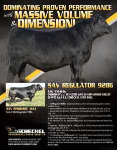 SAV regulator 9286 flyer angus bull pdf