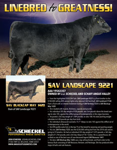 SAV Landscape 9221 angus bull pdf ad 