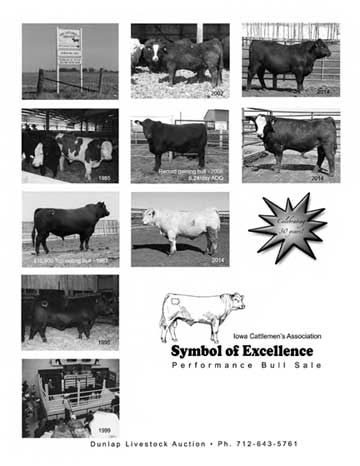 Iowa Cattleman's Association bull test Knoxville 2019