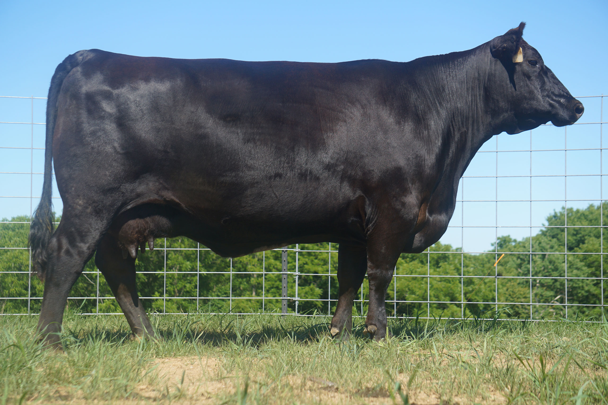 SAV Emblynette 3006 – J.J. Scheckel Performance Angus Genetics