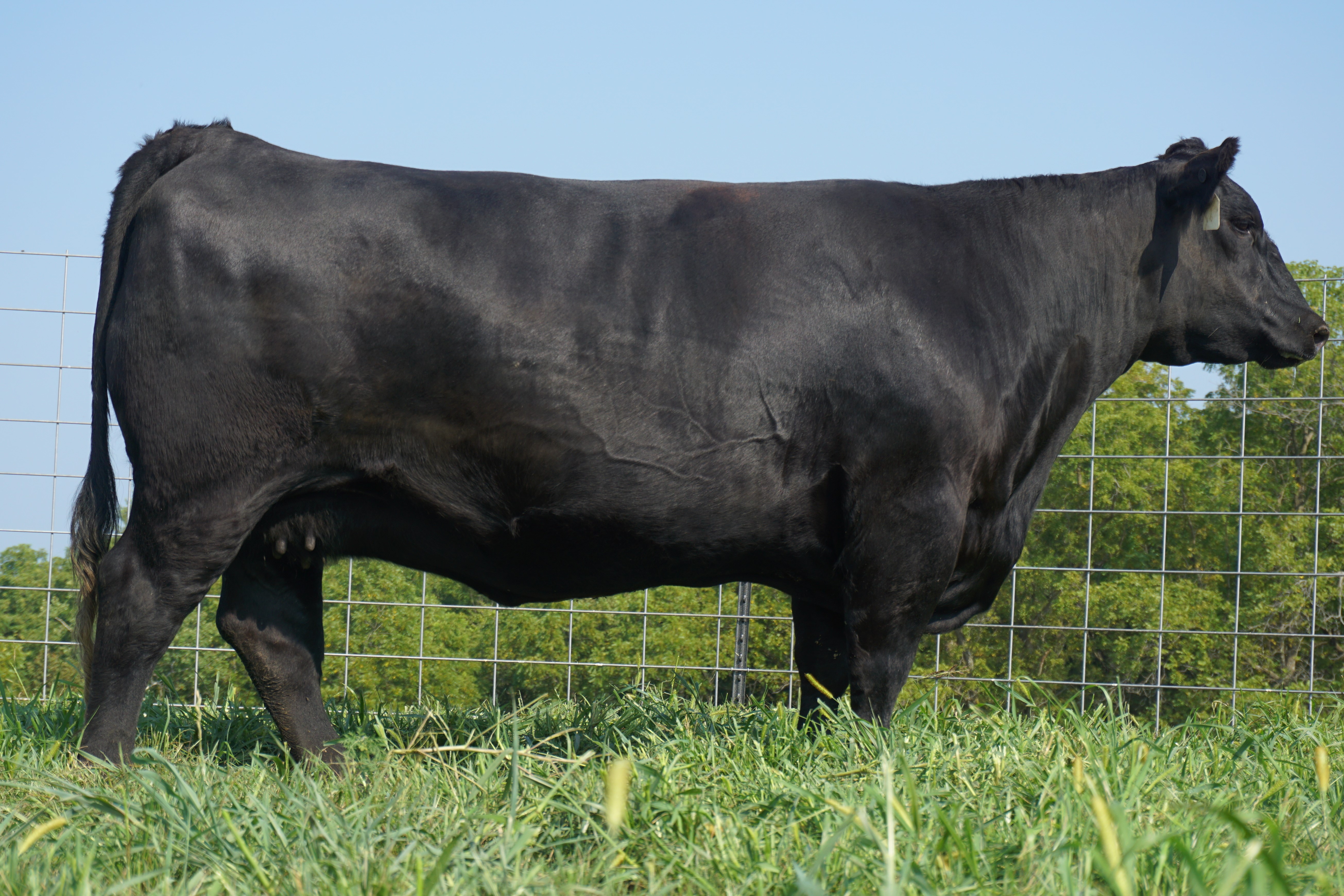 SAV Blackcap May 4553 – J.J. Scheckel Performance Angus Genetics