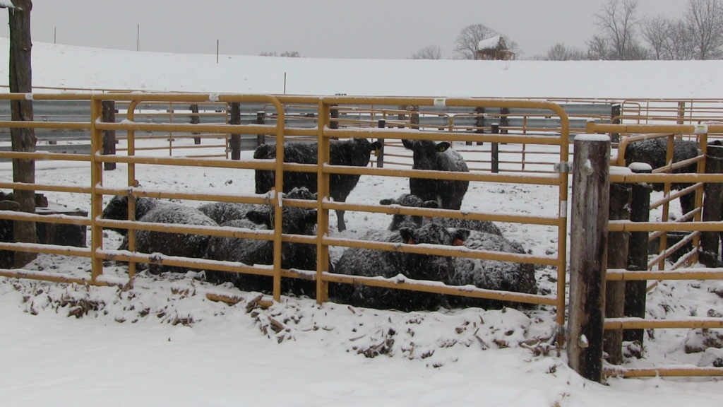 Winter on the Iowa farm with angus cattle