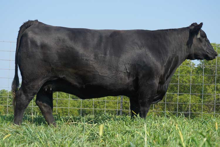 Dam SAV Blackcap May 4553 angus cow