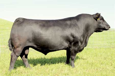 sire SAV Iron Mountain 8066 angus cow