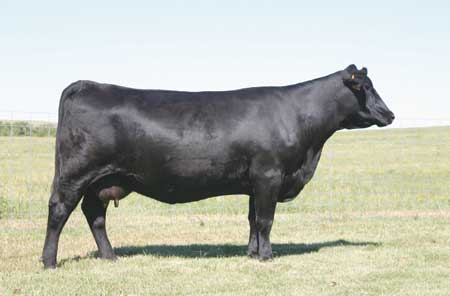 Dam SAV MAY 2397 Angus Cow