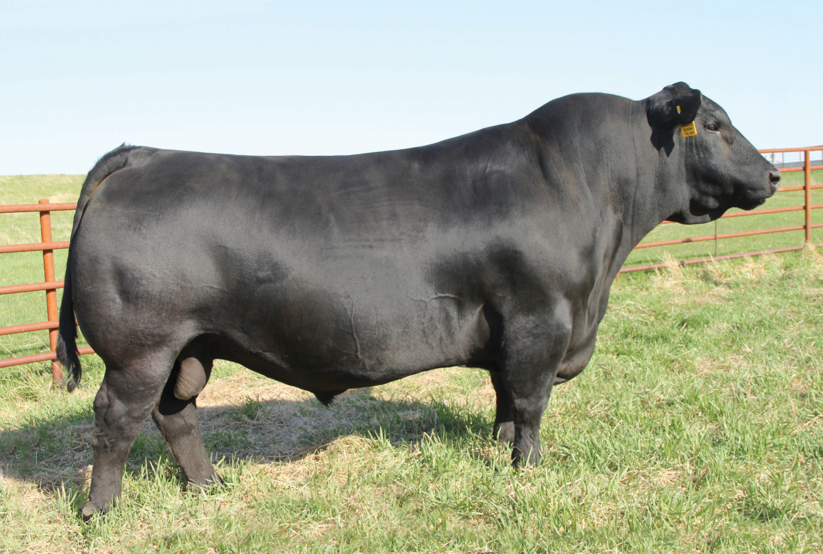 HOME - J.J. Scheckel Performance Angus Genetics