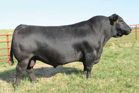 maternal brother SAV Resource 1441 Mature angus bull