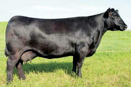 SAV Blackcap May 4136 Angus Cow