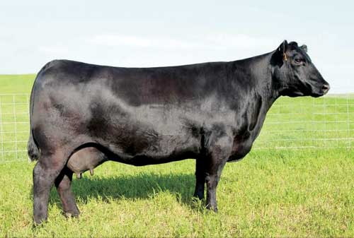 dam SAV Blackcap May 4136 angus cow
