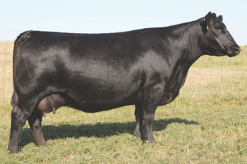 dam SAV BLACKCAP MAY 5530 angus cow