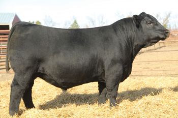 SAV Blackcap May 4611 - J.J. Scheckel Angus Breeder