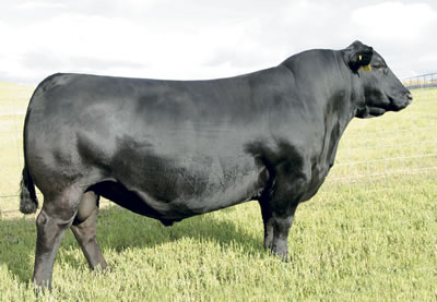 sire Sire SAV 707 Rito 9969 angus bull