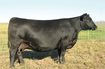 SAV Blackcap May 2635 jj scheckel angus cow