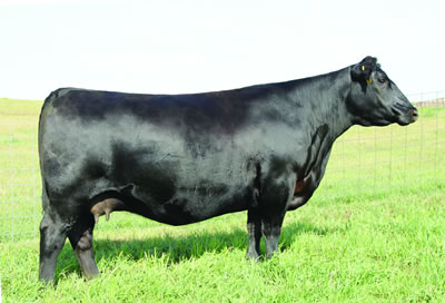 Dam SAV Blackcap May 8056 angus cow