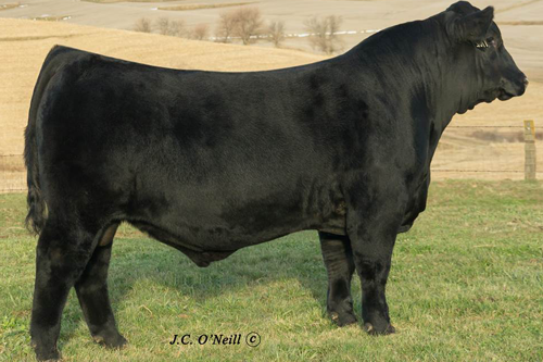 Full brother ONeills Black Bardolier bull