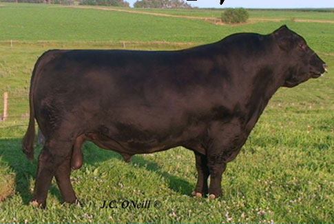 Oneills Expedition angus herd bull