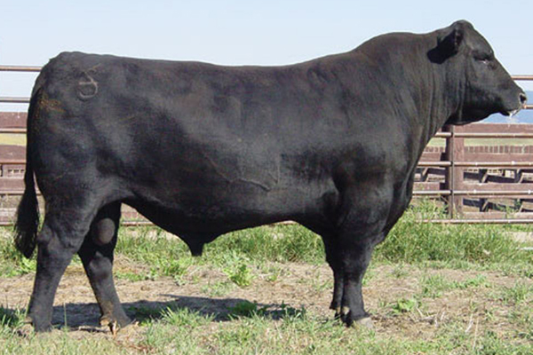 AAR Ten X 7008 SA Angus Bull