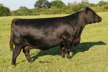 BA Lady 6807-308 Angus Cow