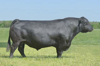 Basin Excitement Sire Photo