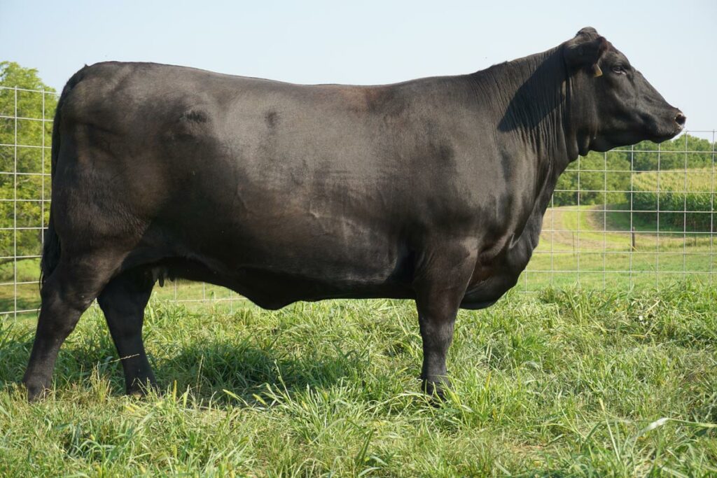 Blackcap Scheckel C26 Angus Cow