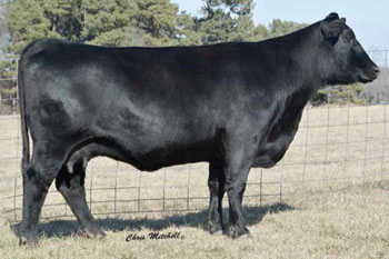 Dam BoBo Blackbird 0020 Cow
