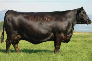 Dam Bohi Abigail 6014 cow
