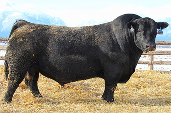 Full Brother Bull Coleman Charlo 0256