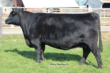 Full Sister Erica Elston M38 Cow