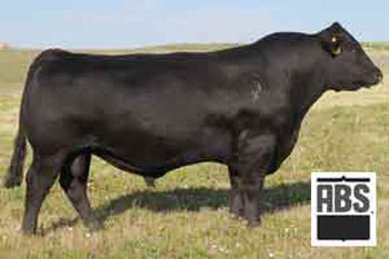 Sire Exar Upshot 0562B Angus bull