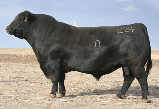 Sire GAR EGL Protege Angus Bull