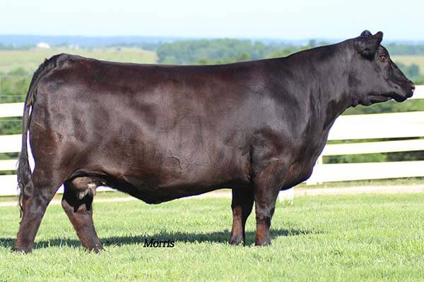 Dam AAR Lady Kelton 5551 Angus Cow