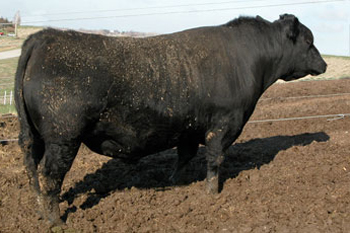 Sire OCC Paxton 730P bull