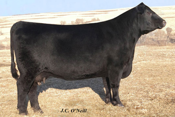 Maternal Grandam ONeills Delia 715 cow