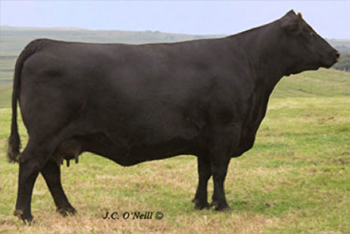 Oneills Delia 730 Dam cow
