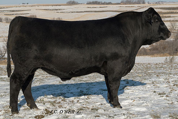 Oneills Dominant Full Brother bull