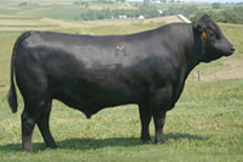 Oneills Omai King Sire bull