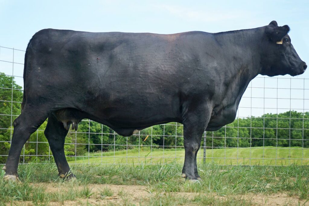 RB Lady Equator 302 Angus Cow