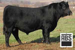Her Dam's Full Brother RB American Made 197 Angus bull