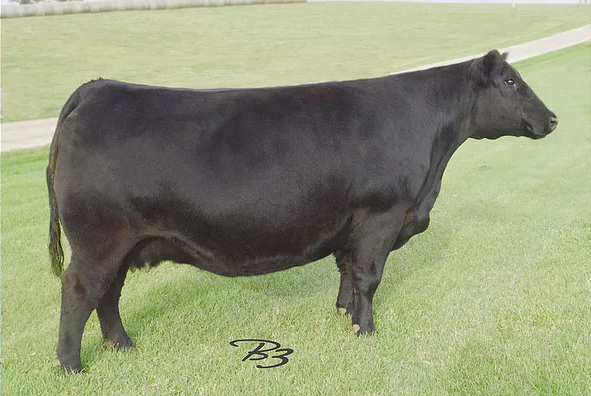 Grandam RB Lady 305-890 Angus Cow