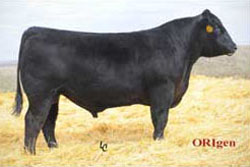 RB Riley 890-2181 Full brother Angus Cow