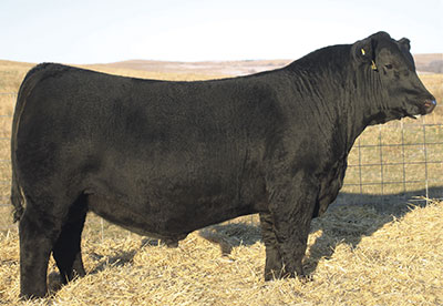 angus cow brother SAV Elation 7899