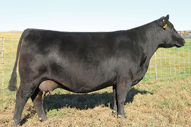 SAV Emblynette 1786 Dam Angus Cow