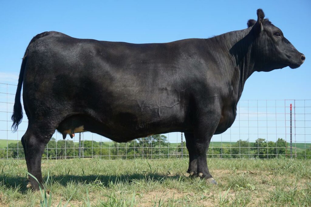 SAV Emblynette 3005 Angus Cow