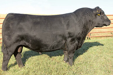 Maternal Brother SAV International 2020 Angus Bull