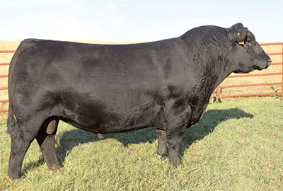 Brother SAV International 2020 Angus Bull