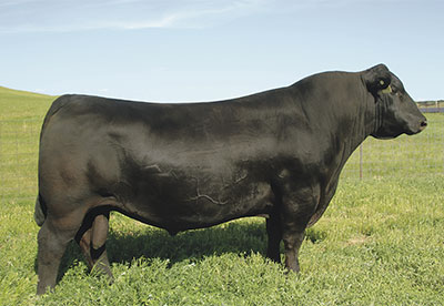 brother SAV Pedigree 4834 angus bull