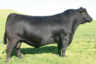 sire SAV Pioneer 7301 angus bull