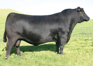 Sire SAV Pioneer 7301 Angus bull